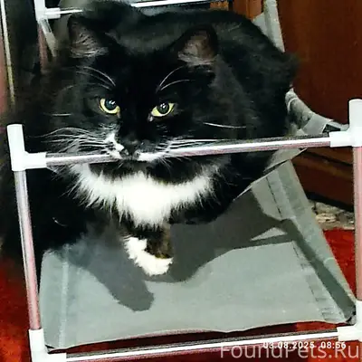 Пропал кот Мурзика, Старое шоссе