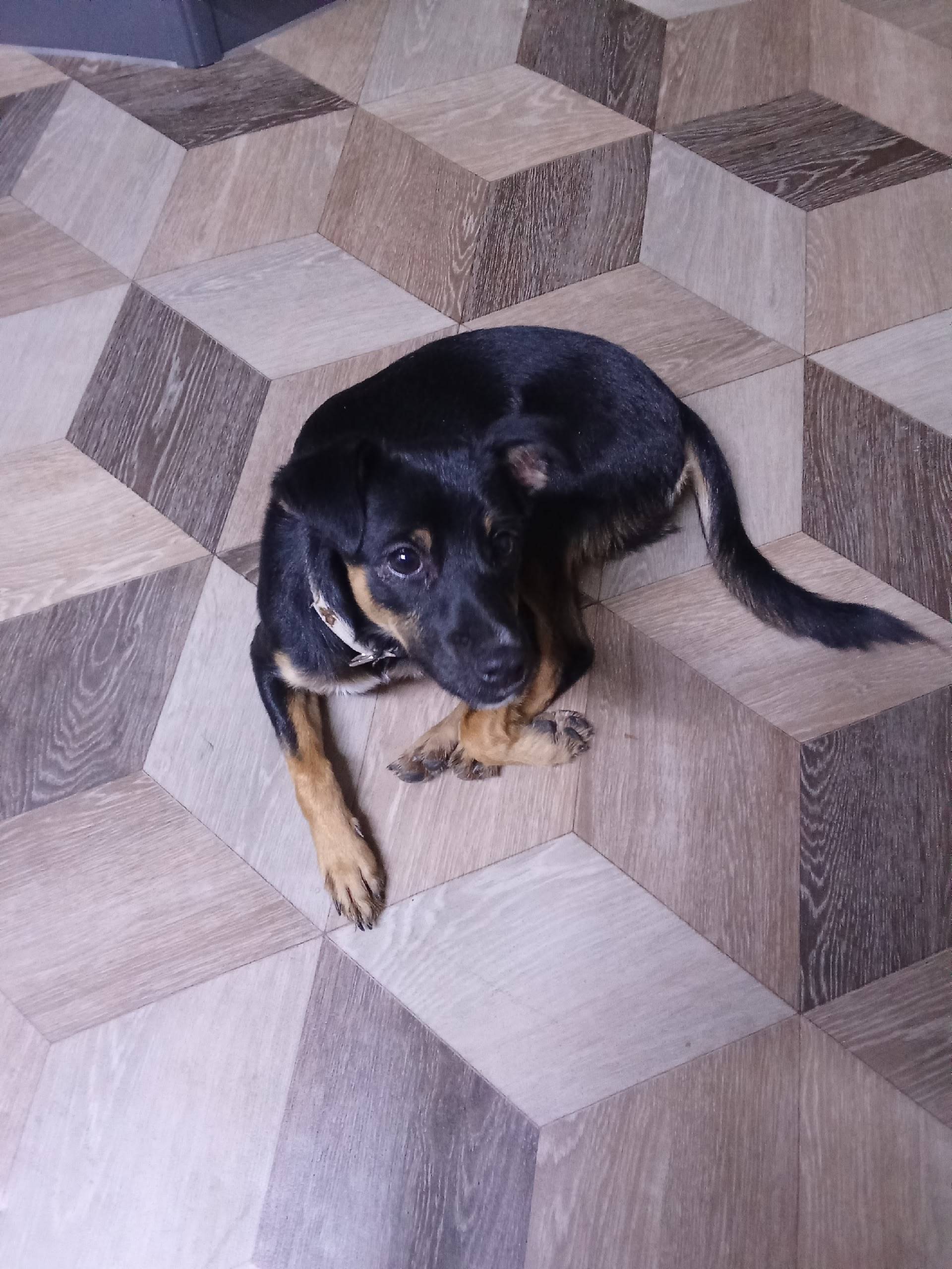 Найденна собака, Осковский