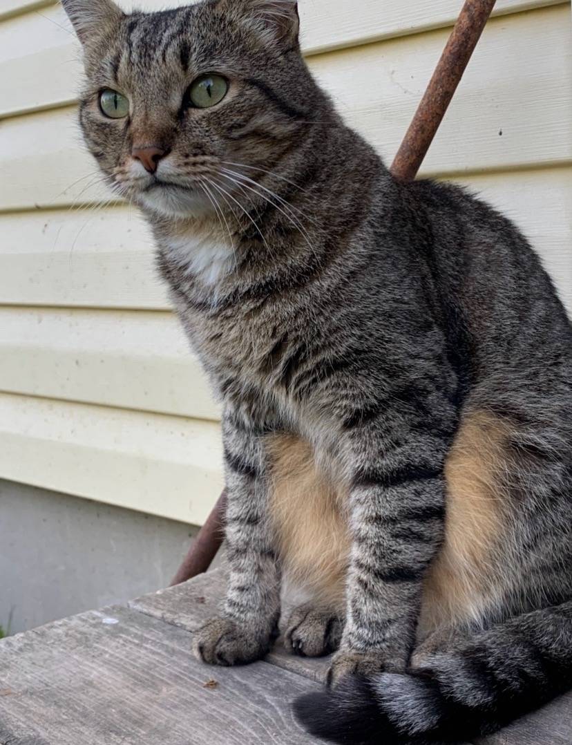 Пропал кот, район Лесхоза