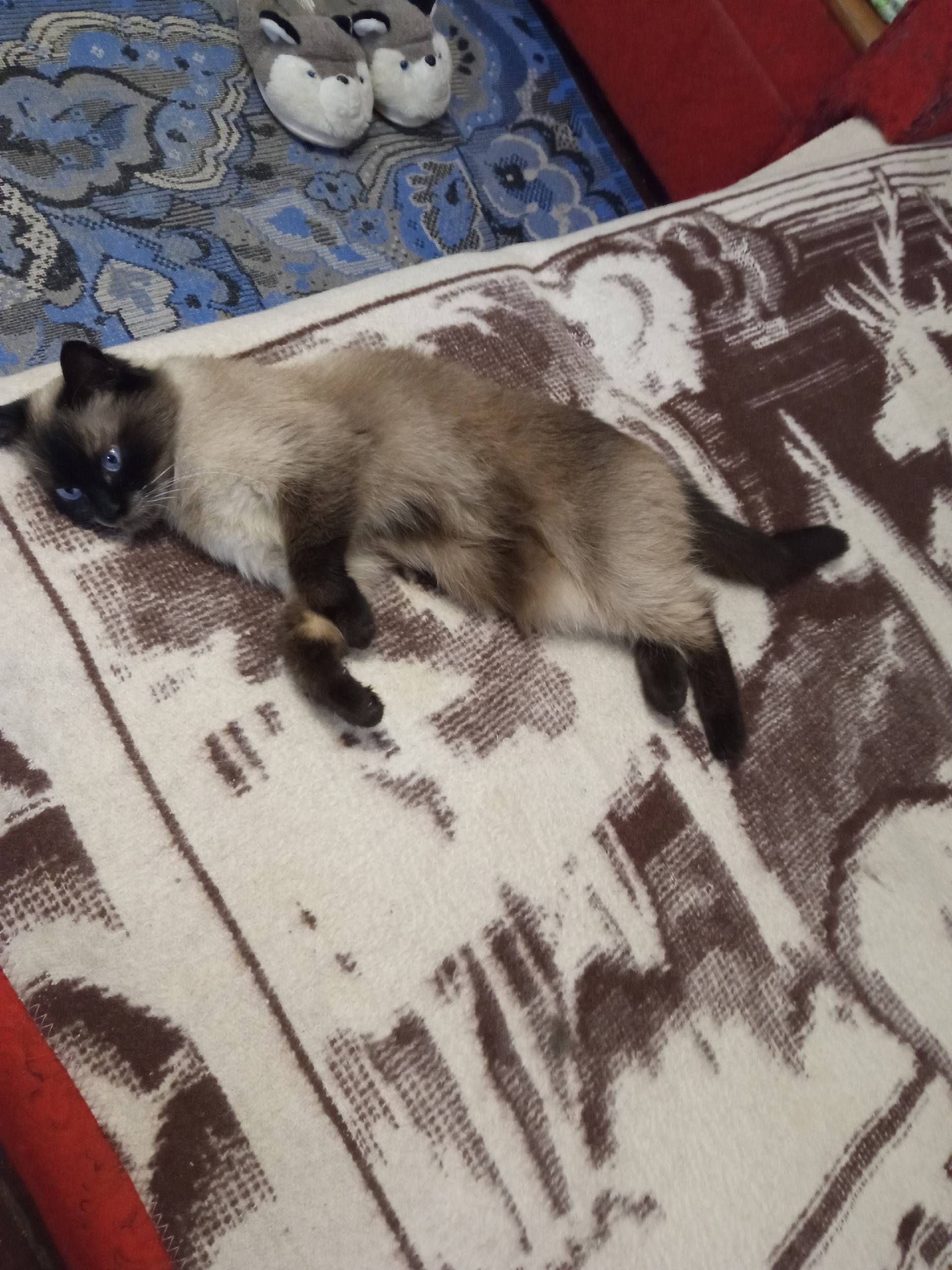 Найдена сиамская кошка, район музшколы