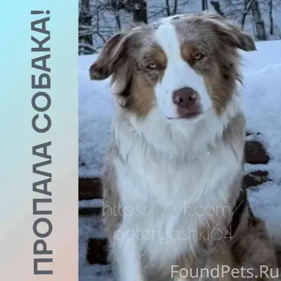 Пропала собака Иззи, Энгельс, район Анапы