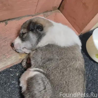 Найден щенок, мальчик