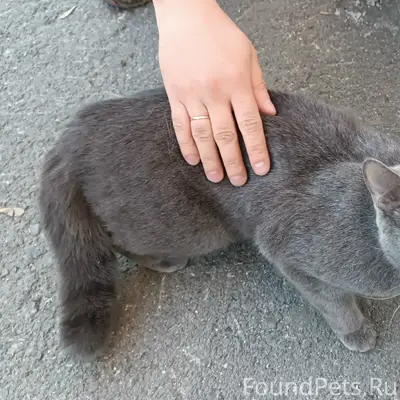 Найден серый кот, Орджоникидзе 25