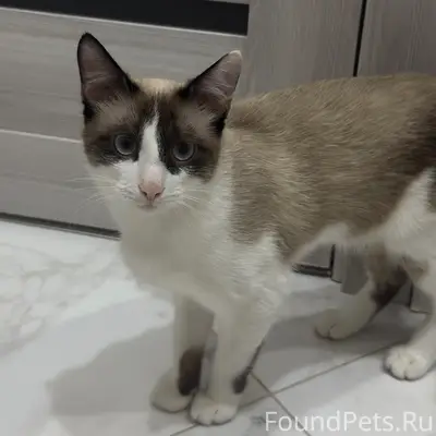 Пропал кот, окрас бело-коричневый, с пятнами хвост темный