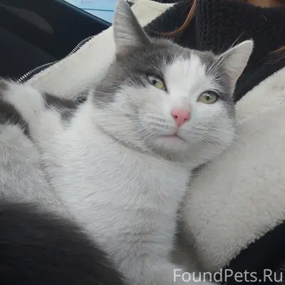 Найден кот серо-белого окраса, Чкаловский район