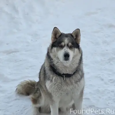 Пропала Сибирский Хаски, Городецкий район