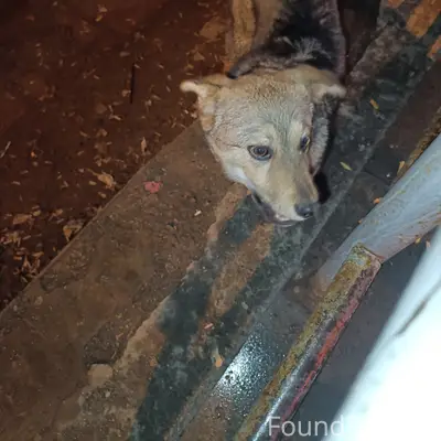 Найден щенок, Екатеринбург, остановка Новомосковской