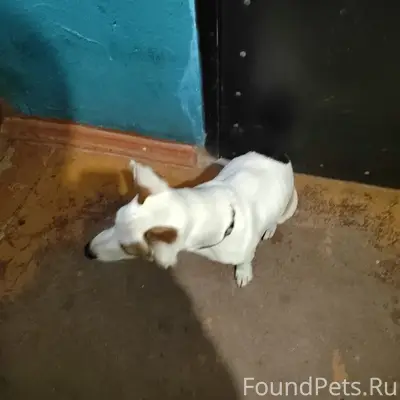 Найден пёс, Ржев, Первомайская 30/4