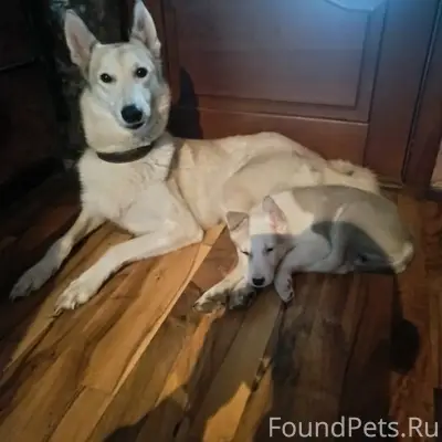 Пропала Западно-сибирская лайка Линда, технологическая Луковецкая дорога