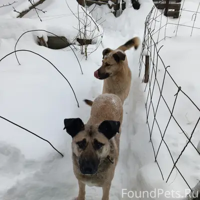 Пропали собаки, Смоленск, район Лемано Про
