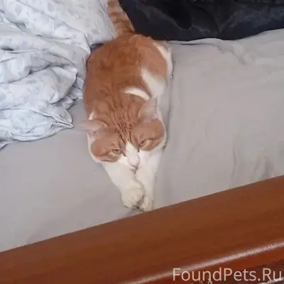 Пропал кот Семён, центр