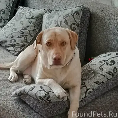 Пропала собака