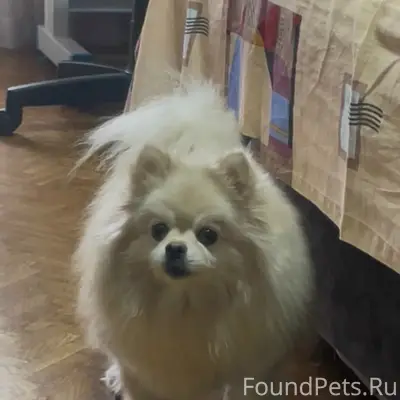 Пропала собака Алиса, улица Миронова, Кола