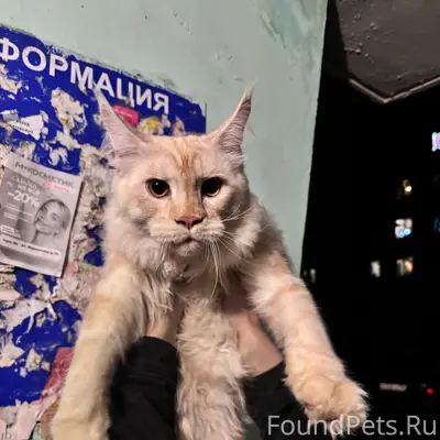 Найдена кошка породы мейкун, Заволжский район