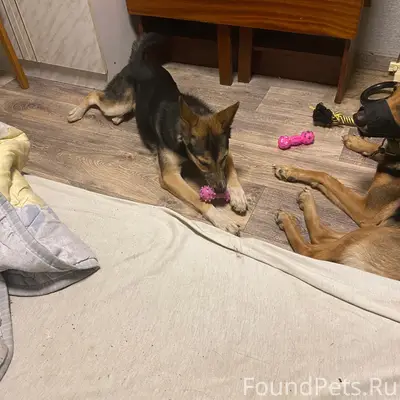 Пропала собака Найда, район Гагарина