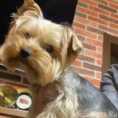 Найден тип собака, район Смоленского