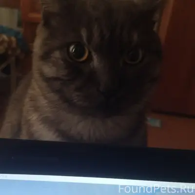 Пропал кот Вася, центр, ул Бланская