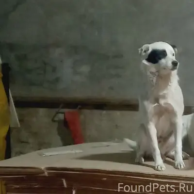 Пропал пёс Пират, Коркино