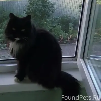 Пропал кот, Морозово