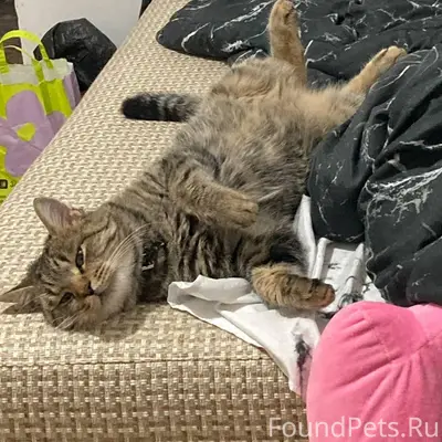 Пропал кот Стёпа, Красноармейский район