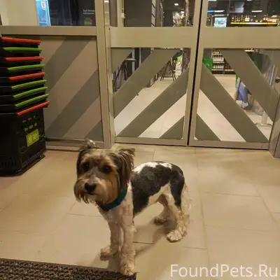 Найден тип собака, 50 лет Октября 36