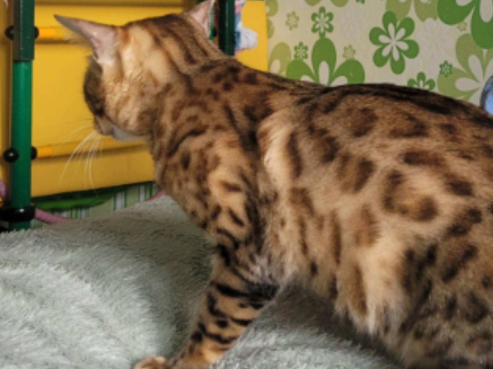 Пропала бенгальская кошка, район Сельхозтехника