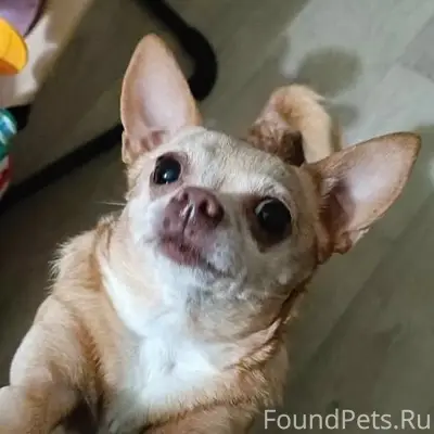 Пропала собака Соня, Красный перекоп