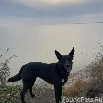 Таганрог, пропала собака в зеленом ошейнике