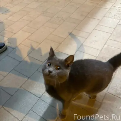 Найден кот, возле 25Б/2