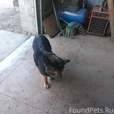 Найден домашний пёс с ошейником, район 7-ого таксопарка