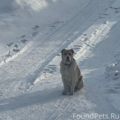 Пропала собака, район Бийской