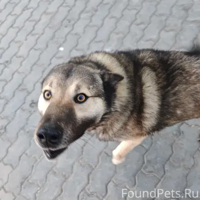 Пропал пёс, Лазурная