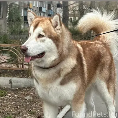 Пропала девочка Аляскинского маламута, с. Калинино
