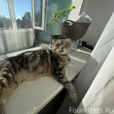 Пропал кот Тоша, новый город, улица Гагарина