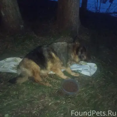 Найден пёс с ошейником, Дубёнки/Солнечная поляна