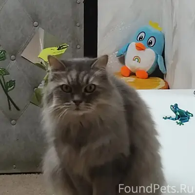 Пропала кошка Пуша, район Мира 46-48