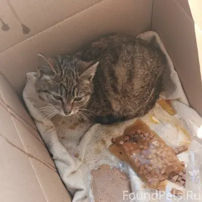 Найден котёнок, Чертенкова 104