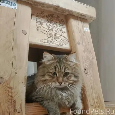 Пропал кот Баксик, ул. Зелёная — Трудовая