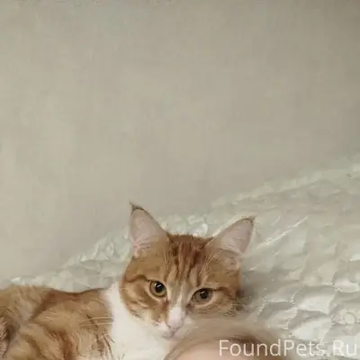 Пропал кот Рыжик, Чемодурово