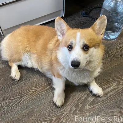 Пропал пёс Скипи, Петровский