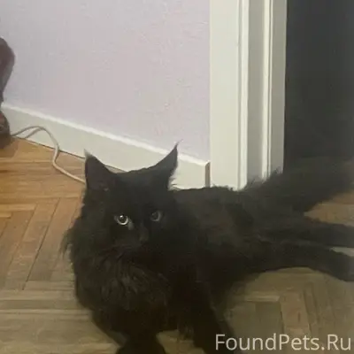 Пропал кот Фортуна, Всеволожск