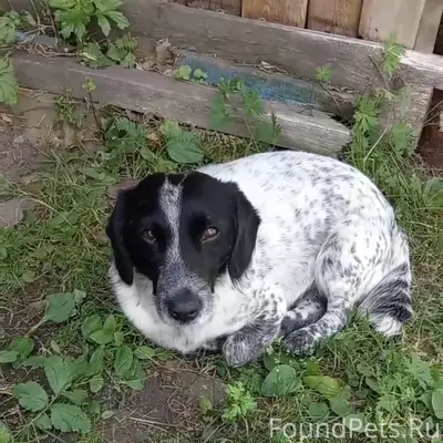 Пропал Гаврюша, район хирургии