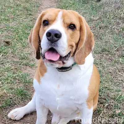 Пропал бигль, был в районе горки (гск Янтарь, жк Грэсовский)