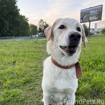 Пропал пёс Бадди, Старая сортировка