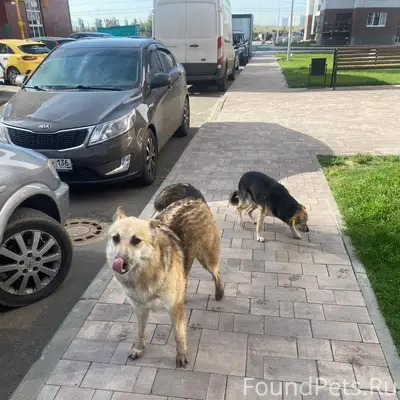 Пропал мальчик Акело, Черёмушки, Отрадное