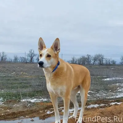 Пропала собака Шер