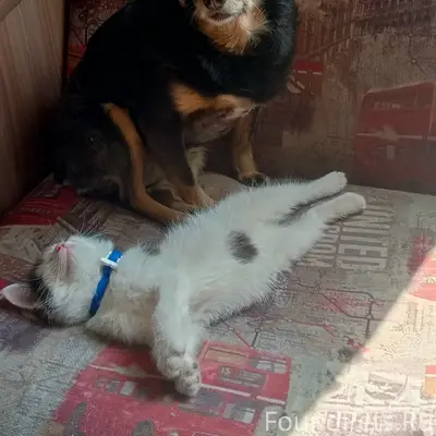 Пропала собака, район интерната