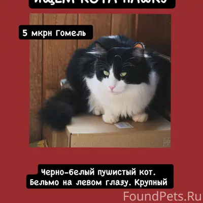 Пропал кот Пашка, 5-ый мкрн