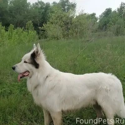 Пропал большой пёс, с. Губино (Агроном)