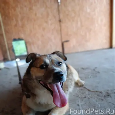 Пропал пёс, возле ул. Пушкина